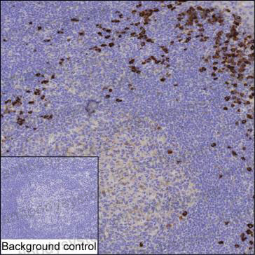 Anti-TXNDC5 Antibody (R3Z34)
