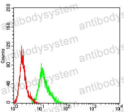 Anti-AEBP2 Antibody (R3Z41)