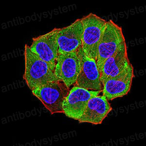 Anti-AEBP2 Antibody (R3Z42)