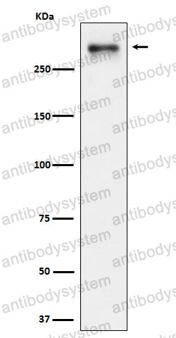 Anti-USP24 Antibody (R2N10)