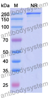IgG Format Isotype Control for Bispecific Antibody