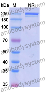 IgG Format Isotype Control for Bispecific Antibody