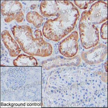 Anti-NELL1/NRP1 Antibody (R3Z44)