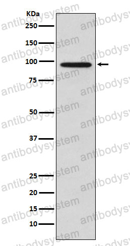 Anti-GOLGA1 Antibody (R2N17)