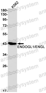 Anti-EXOG Antibody (R2N23)
