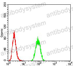 Anti-RAD18 Antibody (R3Z56)