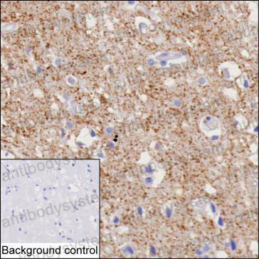 Anti-SLC32A1 Antibody (R3Z59)