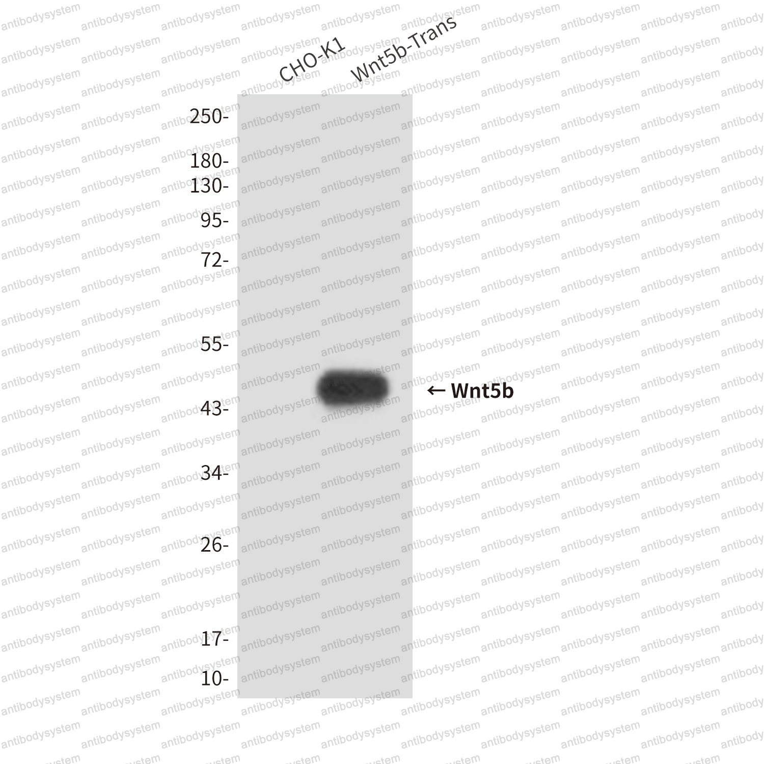 Anti-WNT5B Antibody (R3Z65)