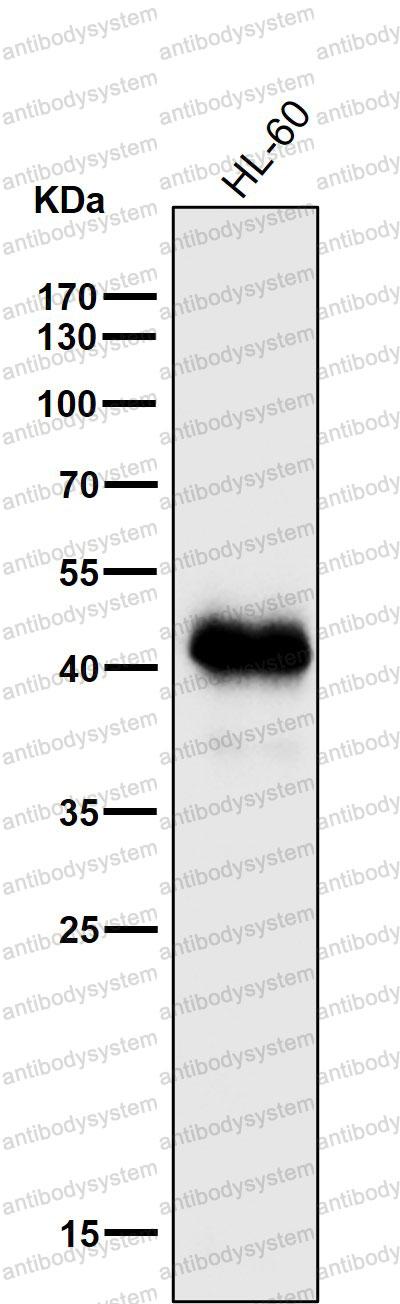 Anti-HLA-A Antibody (R2N34)