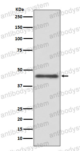 Anti-HLA-G Antibody (R2N39)