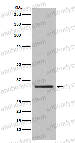 Anti-ORAI1 Antibody (R2N43)