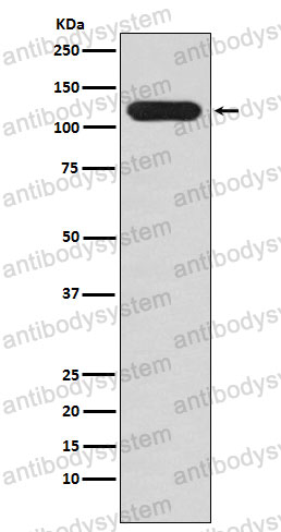 Anti-MUC4 Antibody (R2N46)