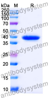 Anti-Human PLAC1 Antibody (SAA2100)