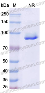 Anti-Human PLAC1 Antibody (SAA2101)