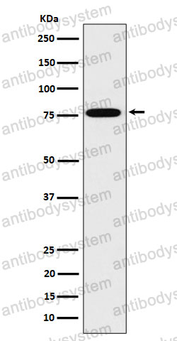 Anti-DPP3 Antibody (R2N49)