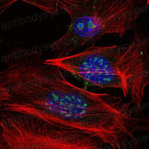 Anti-MAP3K2 Antibody (R3Z91)