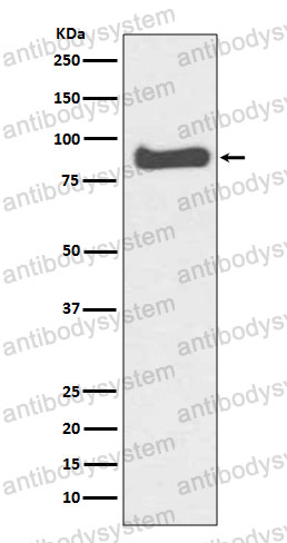 Anti-MFN1 Antibody (R2N51)