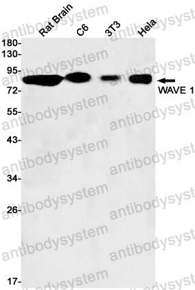 Anti-WASF1 Antibody (R2N55)