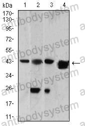 Anti-SH3GL1 Antibody (R3Z94)