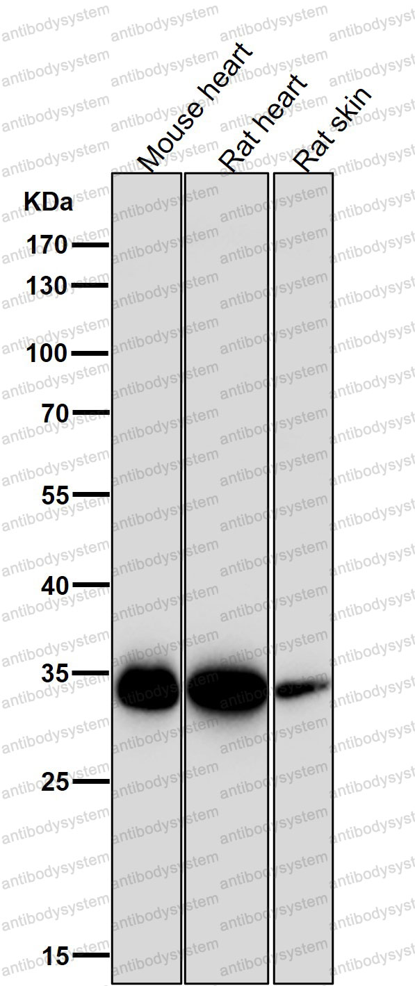 Anti-MFF Antibody (R2N58)