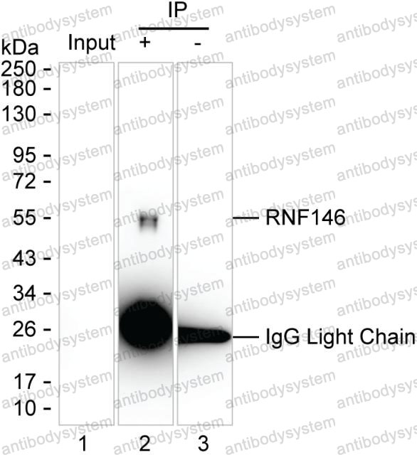 Anti-RNF146 Antibody (R3Z95)