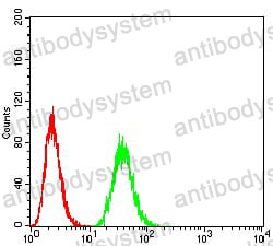 Anti-THAP1 Antibody (R3Z97)