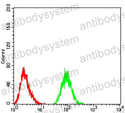 Anti-THAP1 Antibody (R3Z96)