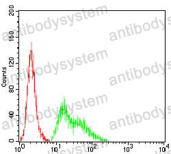 Anti-KCND2 Antibody (R3Z98)
