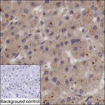 Anti-SMOC2 Antibody (R4A08)