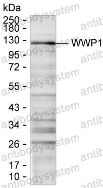 Anti-WWP1 Antibody (R4A14)