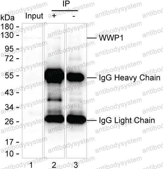 Anti-WWP1 Antibody (R4A15)