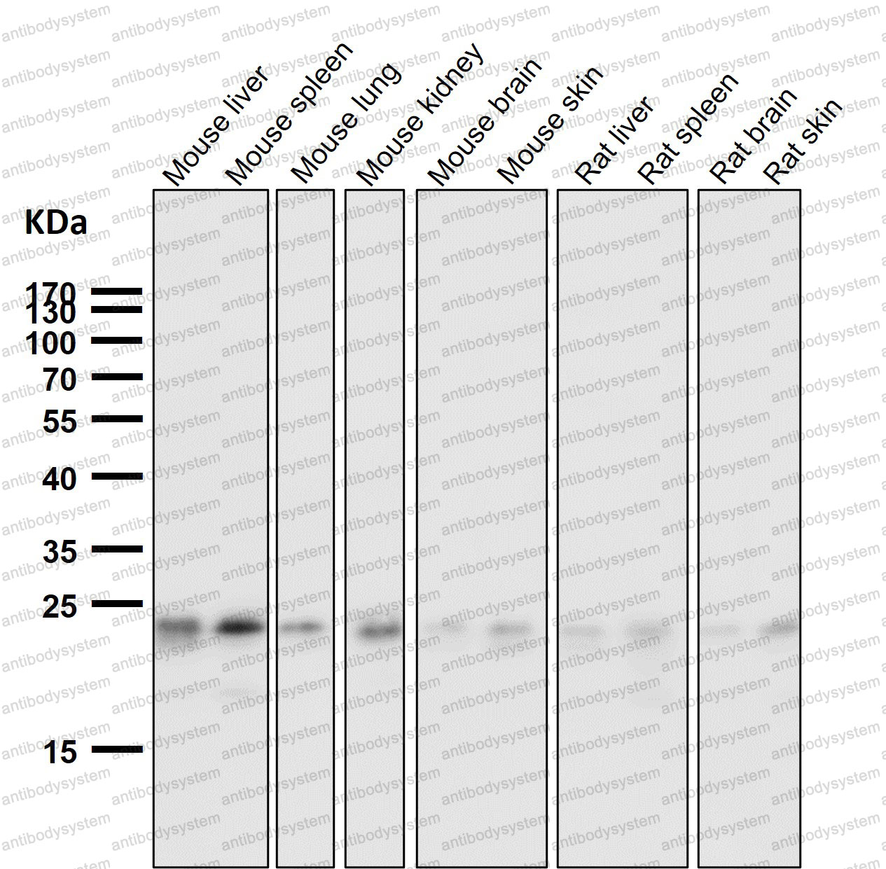 Anti-JPT1/HN1 Antibody (R1B69)
