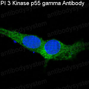 Anti-PI3 Kinase p55 gamma Antibody (R1C24)