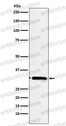 Anti-MAPRE3 Antibody (R2Q11)