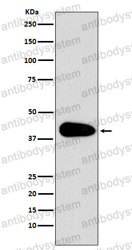 Anti-PARD6A Antibody (R2Q15)
