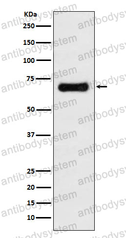 Anti-GORASP1 Antibody (R2Q16)