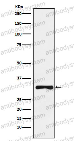 Anti-RYBP Antibody (R2Q22)