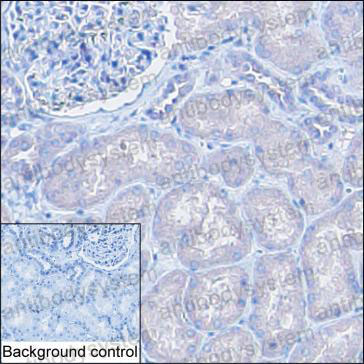 Anti-RGS18 Antibody (R4A26)