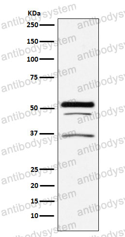 Anti-GOPC Antibody (R2Q66)
