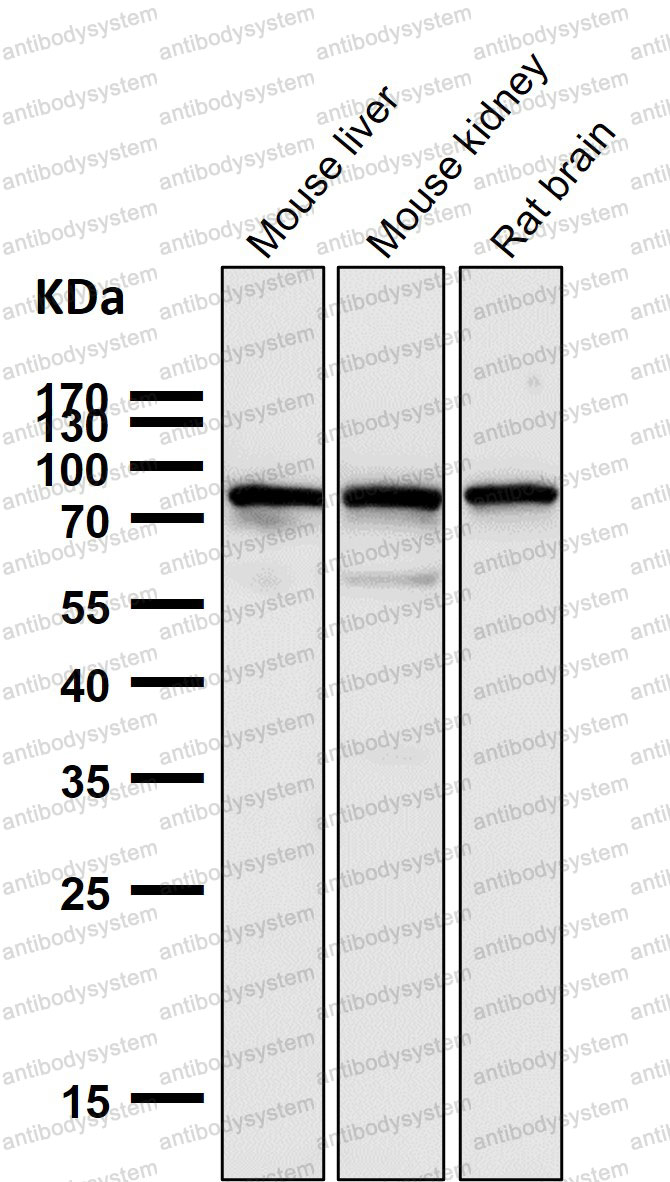 Anti-SUN2 Antibody (R2Q77)