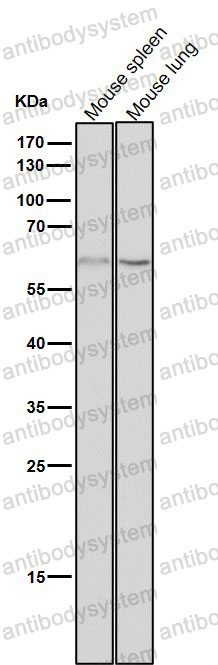 Anti-NELFB Antibody (R2Q80)