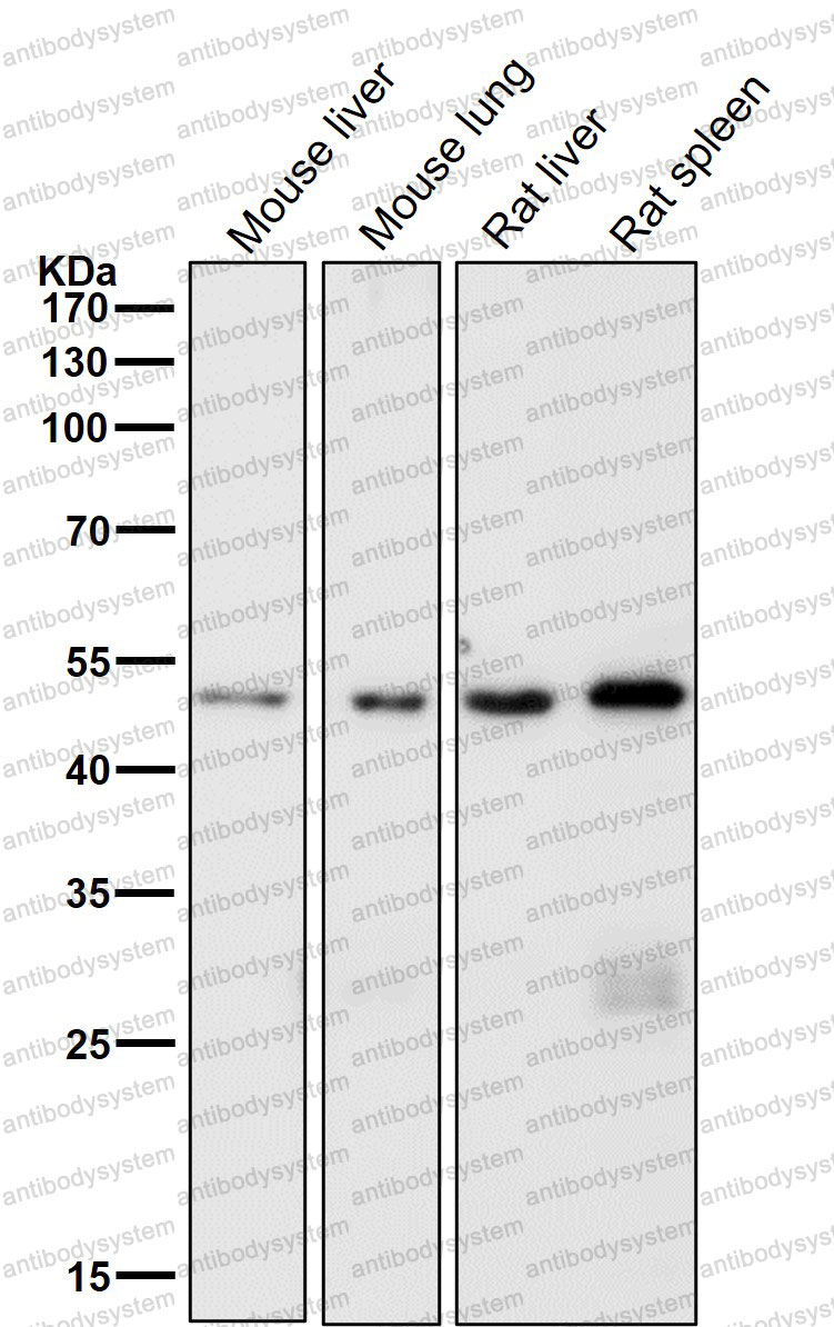 Anti-DCAF13 Antibody (R2Q81)