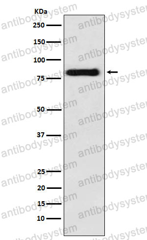 Anti-PAG1 Antibody (R2Q88)