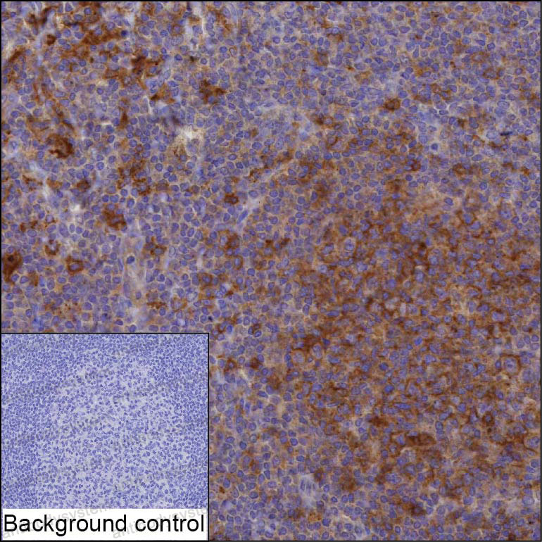 Anti-PAG1 Antibody (R4A28)