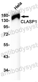 Anti-CLASP1 Antibody (R2Q96)