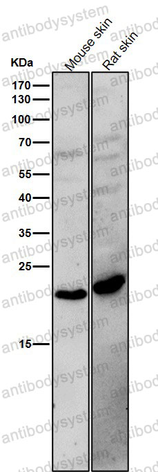 Anti-BCL2L15 Antibody (R2Q97)