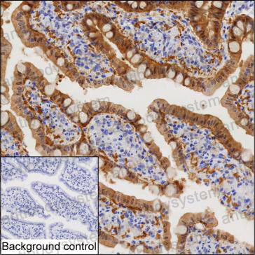 Anti-BCL2L15 Antibody (R4A29)