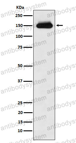 Anti-TIMELESS Antibody (R2R07)