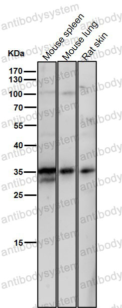 Anti-NEK7 Antibody (R2R10)