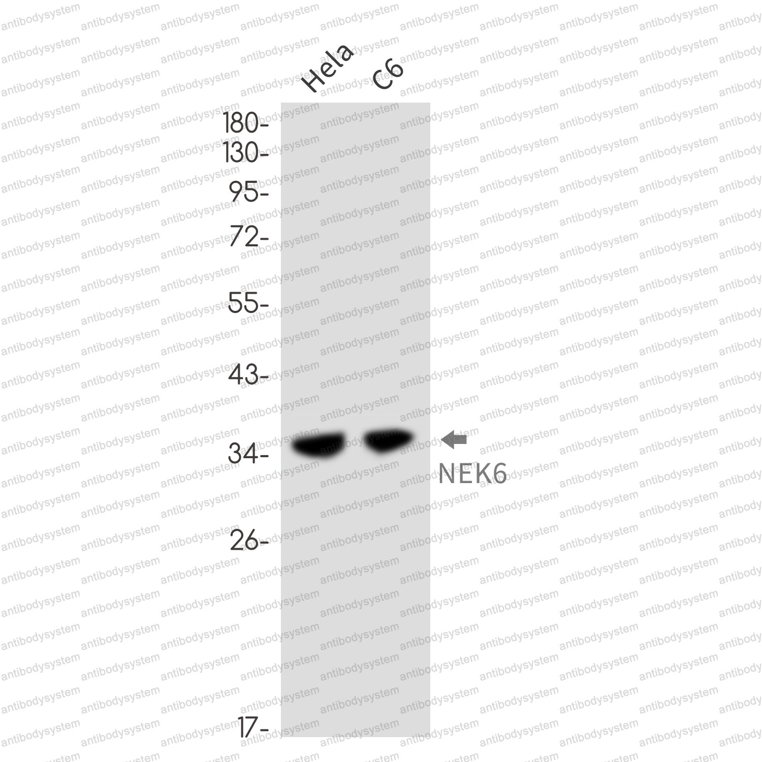 Anti-NEK6 Antibody (R2R13)